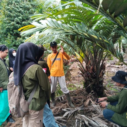 Mahasiswa Prodi Agroteknologi FAPERTA UMU Buton Tingkatkan Keterampilan di Lahan Pertanian Sorawolio
